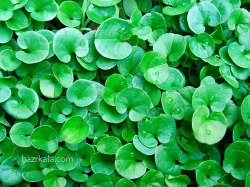 بهترین بذر چمن مخصوص سایه