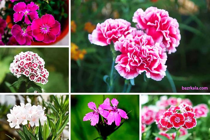 بذر گل f1 هیبرید چگونه تولید می شود؟ م