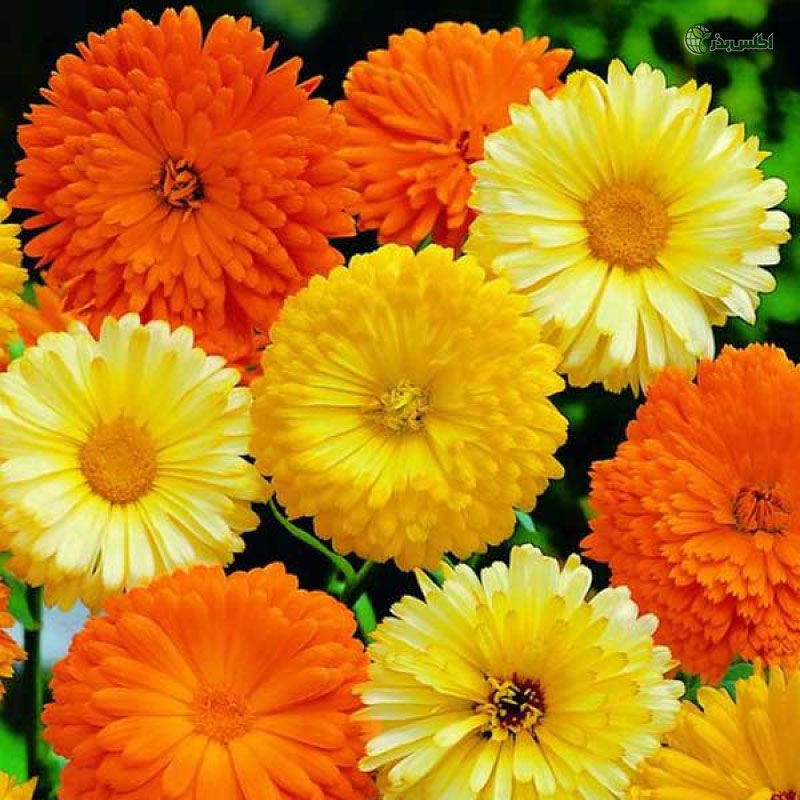 بذر همیشه بهار پامتوسط الوان