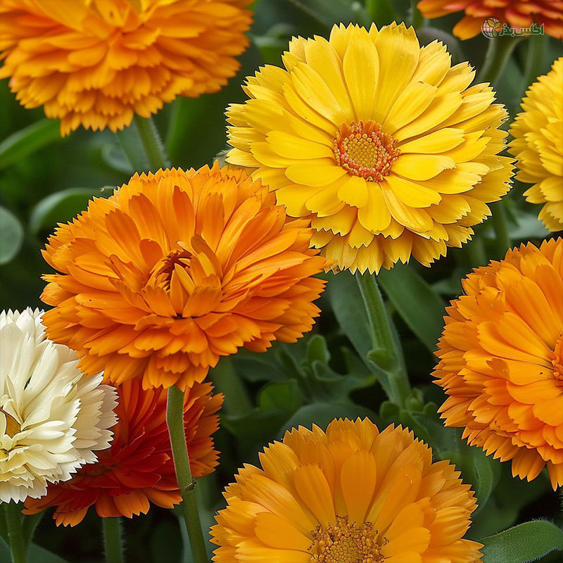 بذر همیشه بهار پاکوتاه پرپر الوان