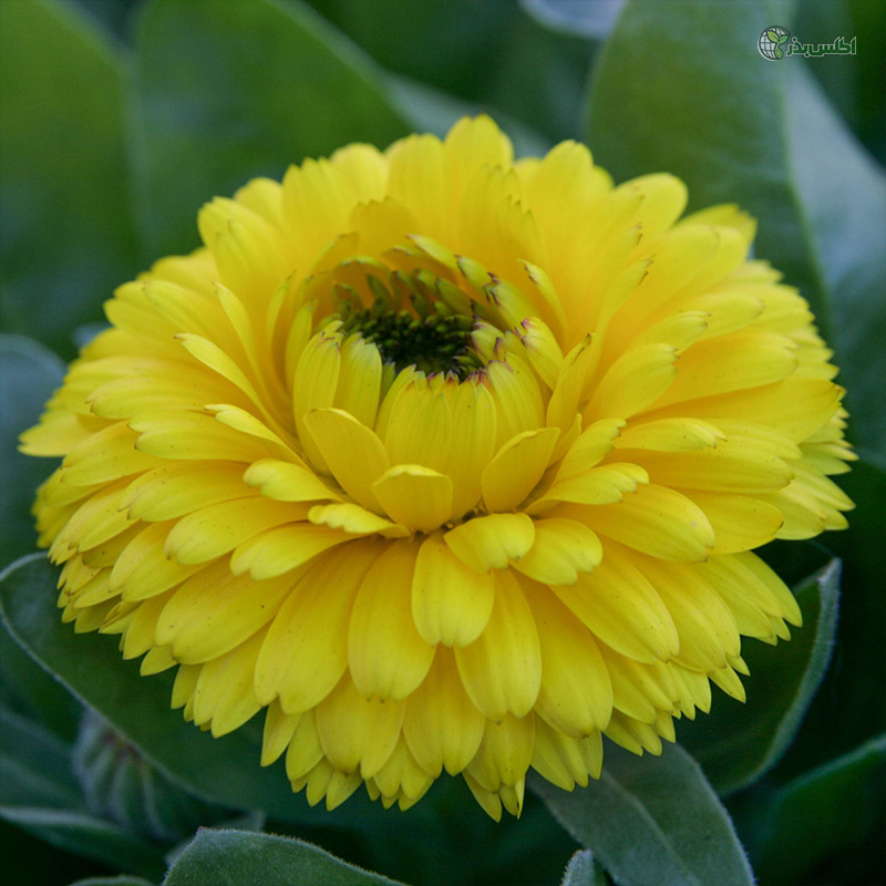 بذر همیشه بهار پاکوتاه پرپر زرد