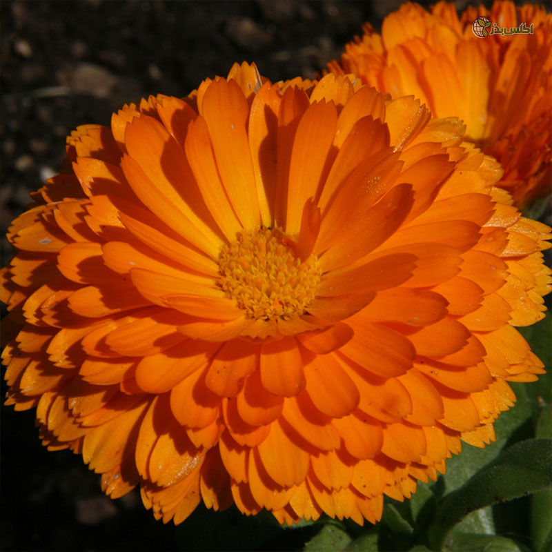 بذر همیشه بهار پاکوتاه پرپر نارنجی