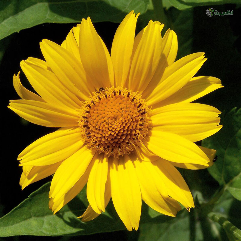 بذر وربسینا پابلند پرگل زرد