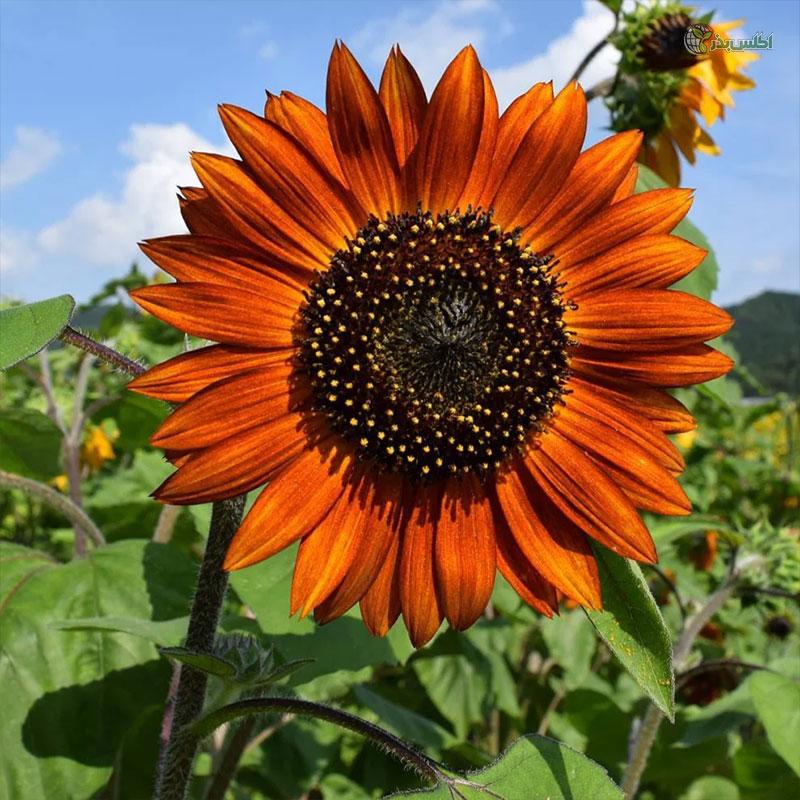 بذر آفتابگردان پابلند شاخه بریده حنایی