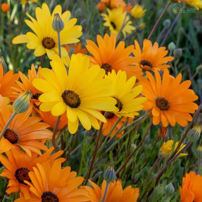 بذر آصف السلطنه (دایمورفوتکا) پاکوتاه الوان