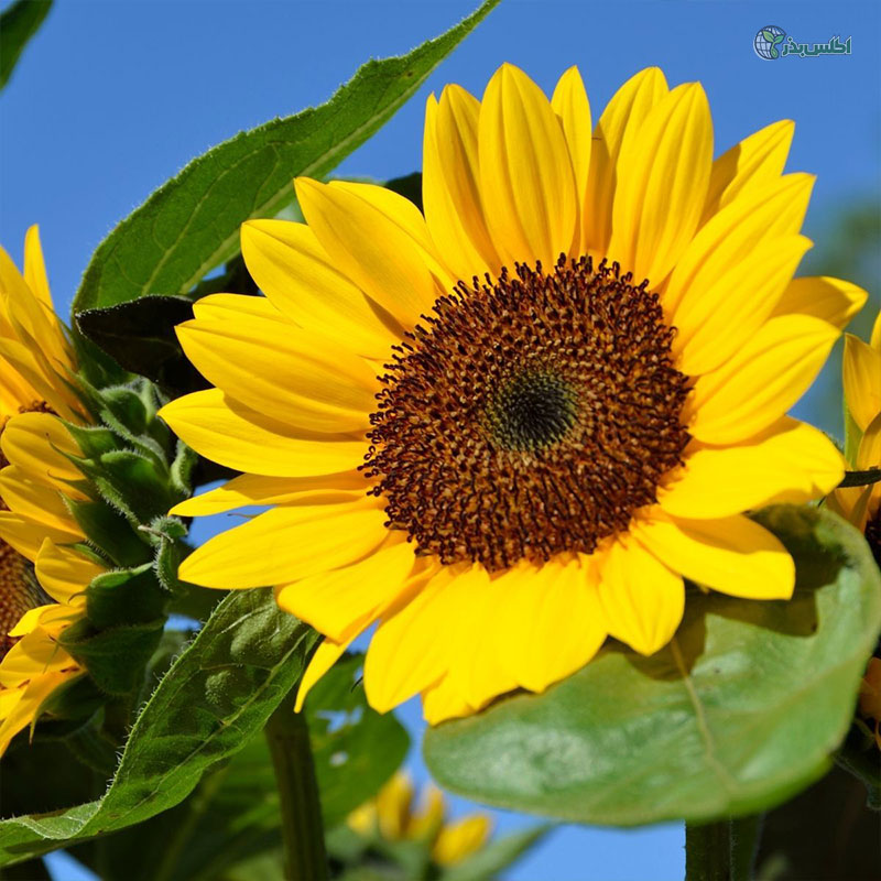 بذر آفتابگردان پابلند شاخه بریده زرد