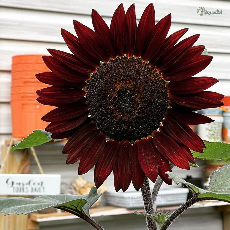 بذر آفتابگردان پابلند شاخه بریده قرمز تیره