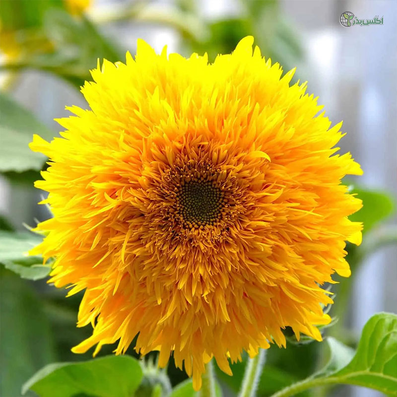 بذر آفتابگردان زينتی پابلند پرپر زرد