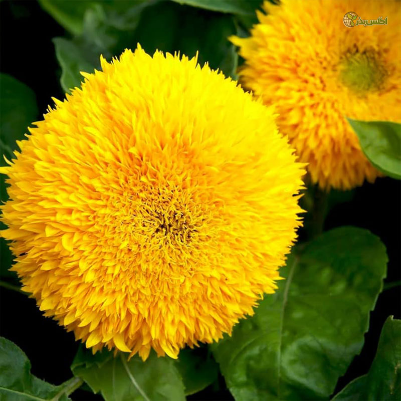 بذر آفتابگردان زينتی پامتوسط پرپر زرد